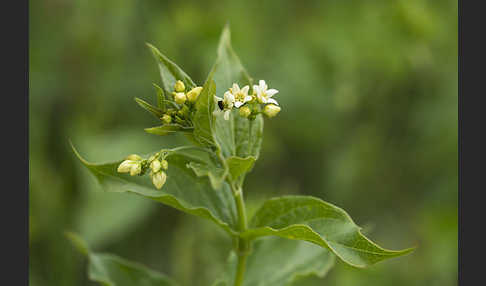 Schwalbenwurz (Vincetoxicum hirundinaria)