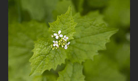 Knoblauchsrauke (Alliaria petiolata)