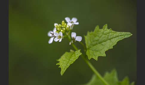 Knoblauchsrauke (Alliaria petiolata)