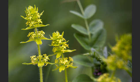 Gewimpertes Kreuzlabkraut (Cruciata laevipes)