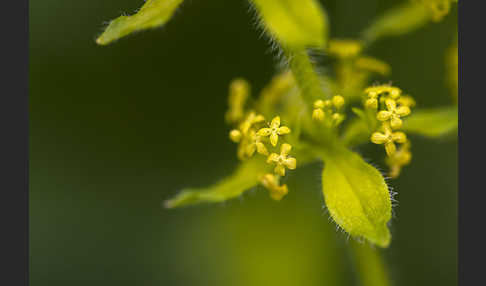 Gewimpertes Kreuzlabkraut (Cruciata laevipes)