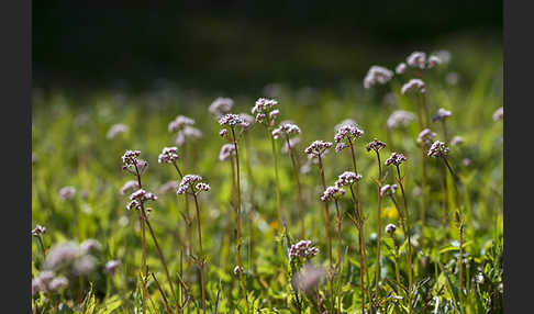 Kleiner Baldrian (Valeriana dioica)