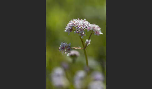 Kleiner Baldrian (Valeriana dioica)