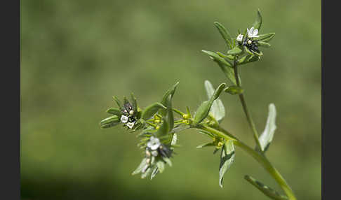 Acker-Steinsame (Buglossoides arvensis)