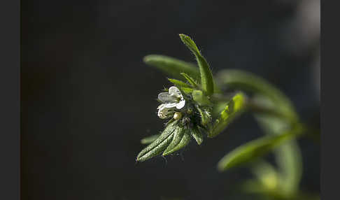 Acker-Steinsame (Buglossoides arvensis)