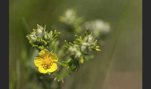 Silber-Fingerkraut (Potentilla argentea)