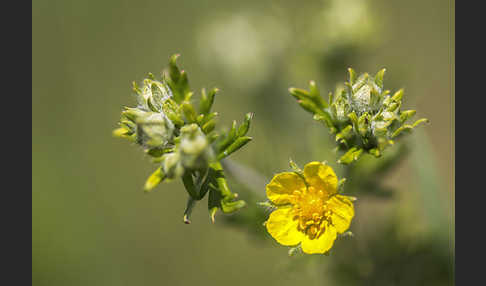 Silber-Fingerkraut (Potentilla argentea)