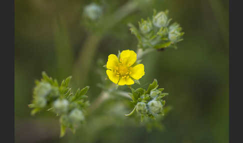 Silber-Fingerkraut (Potentilla argentea)