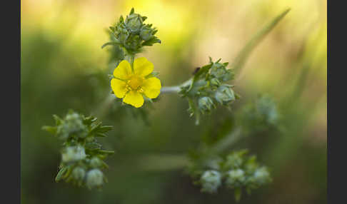 Silber-Fingerkraut (Potentilla argentea)