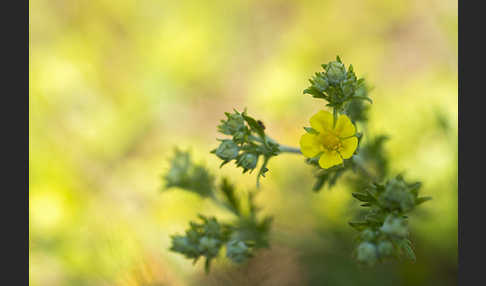 Silber-Fingerkraut (Potentilla argentea)