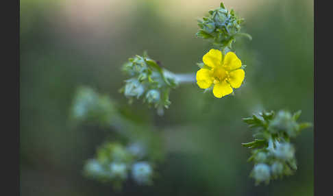 Silber-Fingerkraut (Potentilla argentea)