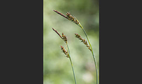 Hirse-Segge (Carex panicea)