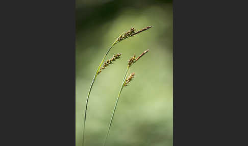 Hirse-Segge (Carex panicea)