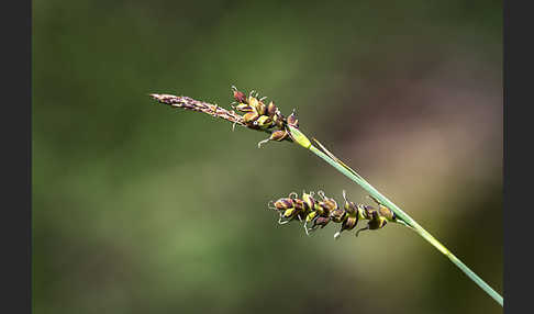 Hirse-Segge (Carex panicea)