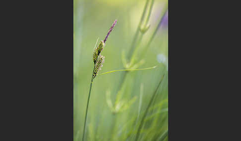 Wiesen-Segge (Carex nigra)