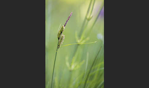 Wiesen-Segge (Carex nigra)