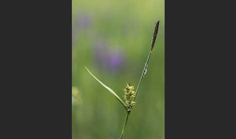 Hirse-Segge (Carex panicea)