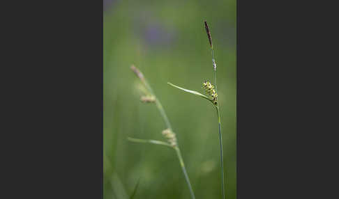 Hirse-Segge (Carex panicea)