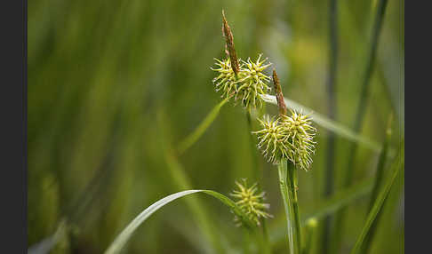 Gelb-Segge (Carex flava)