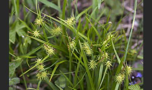 Gelb-Segge (Carex flava)