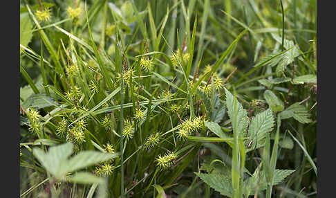 Gelb-Segge (Carex flava)