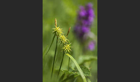 Gelb-Segge (Carex flava)