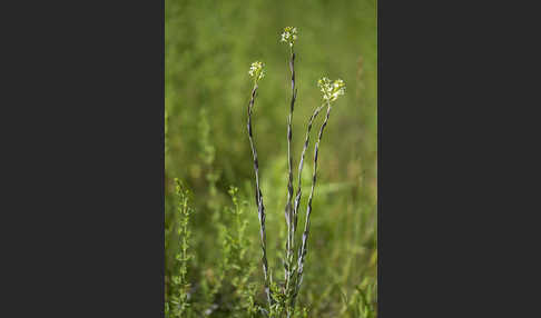 Turmkraut (Arabis glabra)