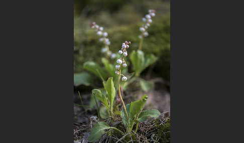 Kleines Wintergrün (Pyrola minor)