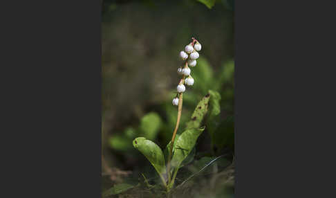 Kleines Wintergrün (Pyrola minor)