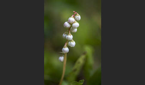 Kleines Wintergrün (Pyrola minor)