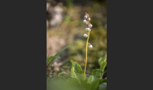 Kleines Wintergrün (Pyrola minor)