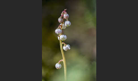 Kleines Wintergrün (Pyrola minor)