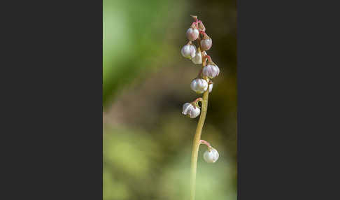 Kleines Wintergrün (Pyrola minor)