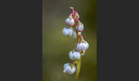 Kleines Wintergrün (Pyrola minor)