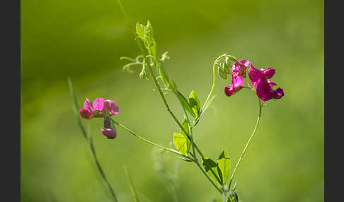 Knollen-Platterbse (Lathyrus tuberosus)