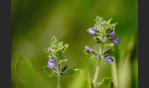 Feld-Steinquendel (Acinos arvensis)