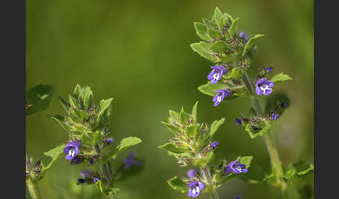 Feld-Steinquendel (Acinos arvensis)