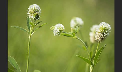 Berg-Klee (Trifolium montanum)