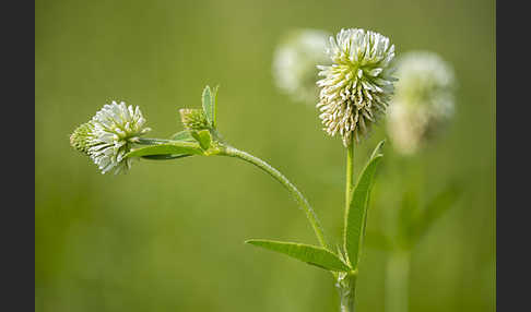 Berg-Klee (Trifolium montanum)