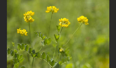 Gewöhnliche Hufeisenklee (Hippocrepis comosa)