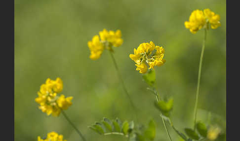 Gewöhnliche Hufeisenklee (Hippocrepis comosa)