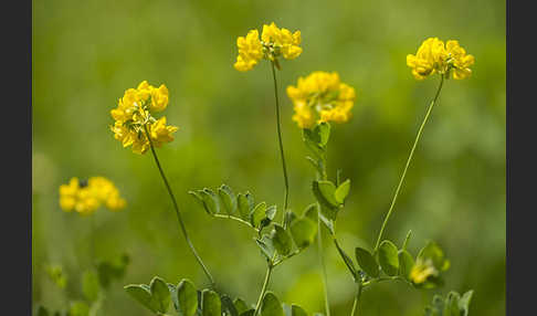 Gewöhnliche Hufeisenklee (Hippocrepis comosa)