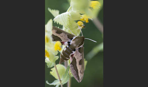 Wolfsmilchschwärmer (Hyles euphorbiae)