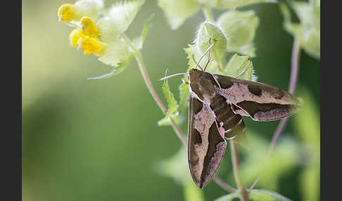 Wolfsmilchschwärmer (Hyles euphorbiae)