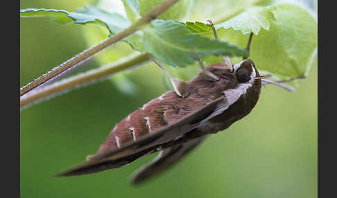 Wolfsmilchschwärmer (Hyles euphorbiae)