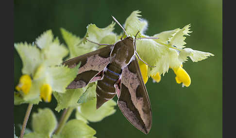 Wolfsmilchschwärmer (Hyles euphorbiae)