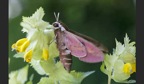 Wolfsmilchschwärmer (Hyles euphorbiae)