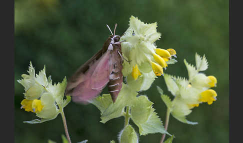 Wolfsmilchschwärmer (Hyles euphorbiae)