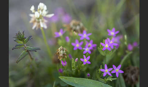 Kleines Tausendgüldenkraut (Centaurium pulchellum)