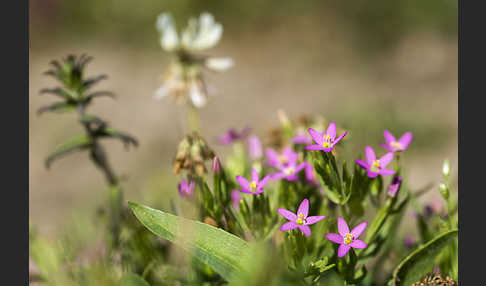 Kleines Tausendgüldenkraut (Centaurium pulchellum)